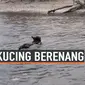 KUCING LIAR BERENANG SEBERANGI PULAU DEMI CARI MAKANAN