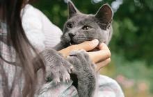 Memberi Makan Kucing Secara Berlebihan Ternyata Punya Efek Mengejutkan