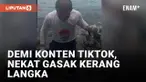 Miris, Kerang Kima yang Terancam Punah Digasak dan Dijadikan Konten
