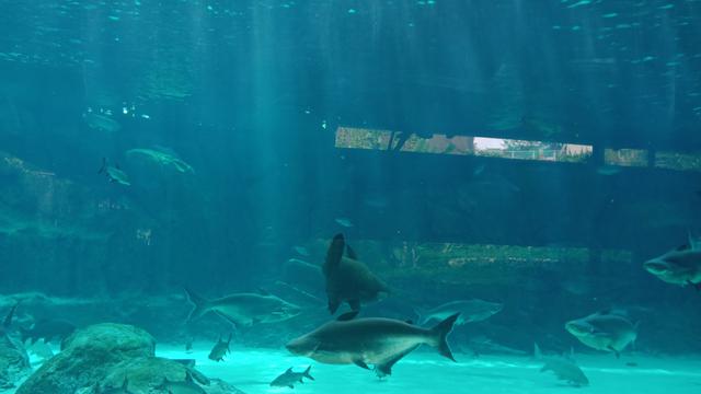 Mekong Giant Catfish