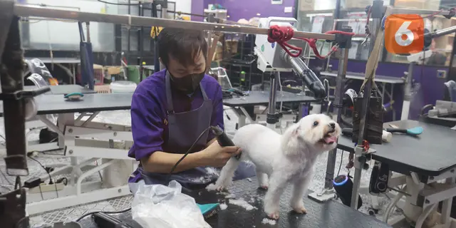 Dari Cukur Bulu hingga Mandi Mengintip Cuan Bisnis Pet Shop