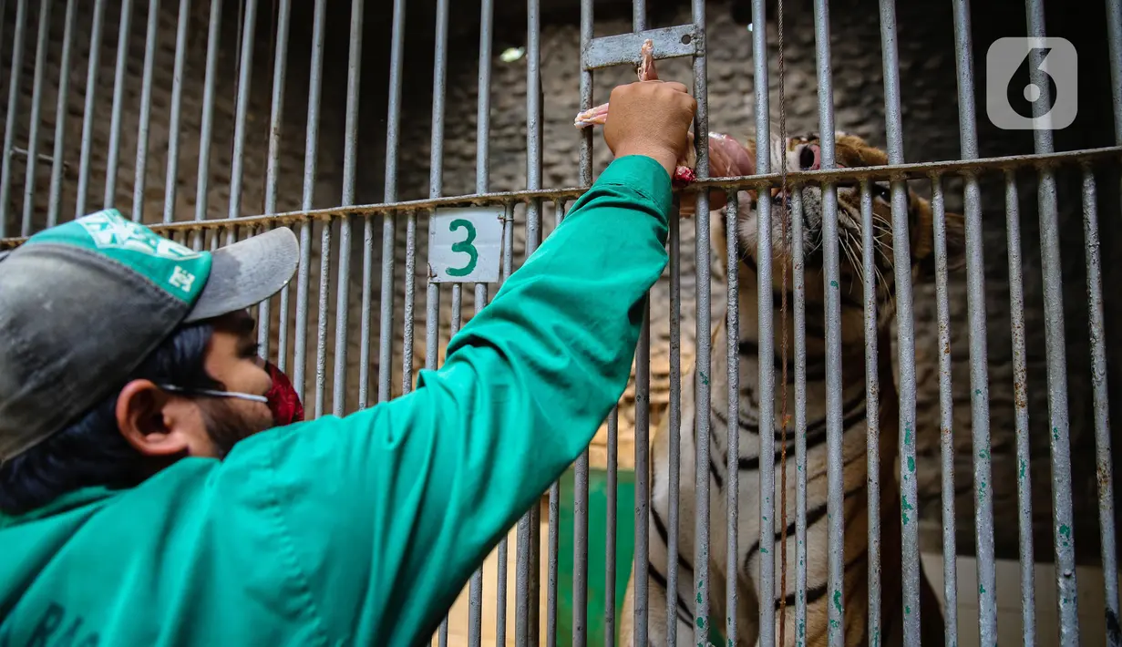Petugas memberi makan harimau di Taman Margasatwa Ragunan, Jakarta Selatan, Senin (20/4/2020). Pihak pengelola Taman Margasatwa Ragunan tetap melakukan perawatan terhadap seluruh satwa selama pandemi virus corona COVID-19. (Liputan6.com/Faizal Fanani)