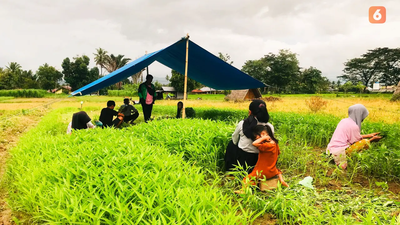 Petani Kangkung