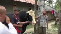 Saeman usai memandikan sapi kurban milik Jokowi. Foto: (Fauzan/Liputan6.com)
