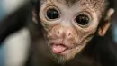 Ekspresi Olivia, seekor monyet laba-laba berusia 25 saat dirawat di klinik kebun binatang Cali, di Kolombia (19/10). Olivia ditemukan tidak sadar sekitar seminggu yang lalu usai terjatuh dari pelukan ibunya. (AFP Photo/Luis Robayo)