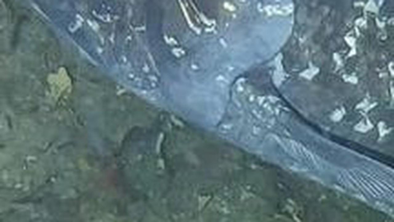 2. Coelacanth<br>