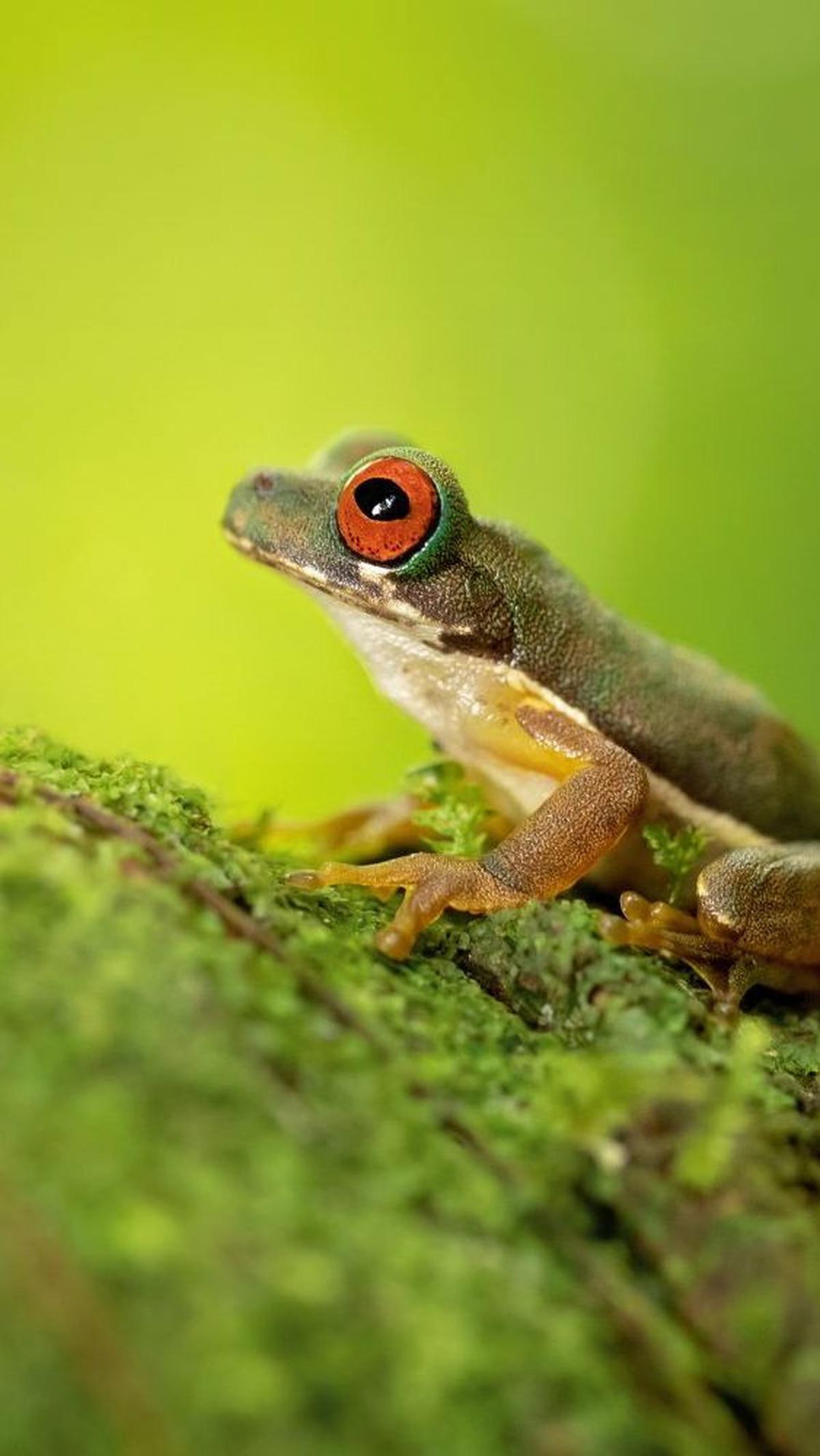 Katak Pohon Aliran Mata Merah yang menjadi spesies terancam di Kosta Rika dan Panama. Mereka terbiasa dengan lingkungan sejuk dan lembab, tetapi sayangnya, habitat mereka terus terancam.&nbsp;