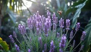 Cara Merawat Tanaman Lavender agar Subur dan Berbunga Lebat di Iklim Tropis