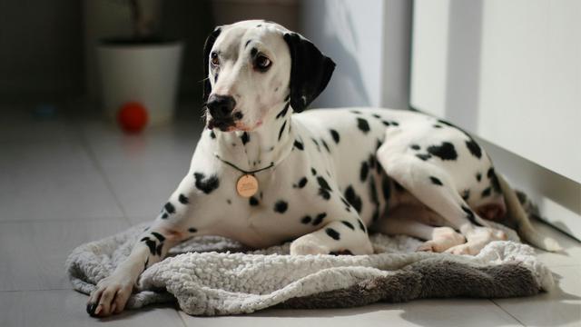 Dalmatian