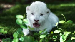 White King, anak singa putih pertama yang dilahirkan di Spanyol, terlihat duduk di atas rumput di Guillena World Park Reserve di kota Sevilla, Rabu (10/6/2020). Dilahirkan pada 31 Mei lalu, anak singa putih itu ditolak sang induk setelah pengalaman melahirkan yang traumatis. (CRISTINA QUICLER/AFP)