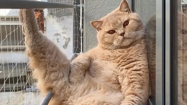 kucing lucu