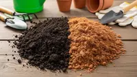Cara Menanam Sayur di Lahan Sempit Pakai Campuran Tanah dan Cocopeat agar Subur dan Panen Maksimal