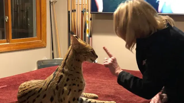 kucing serval