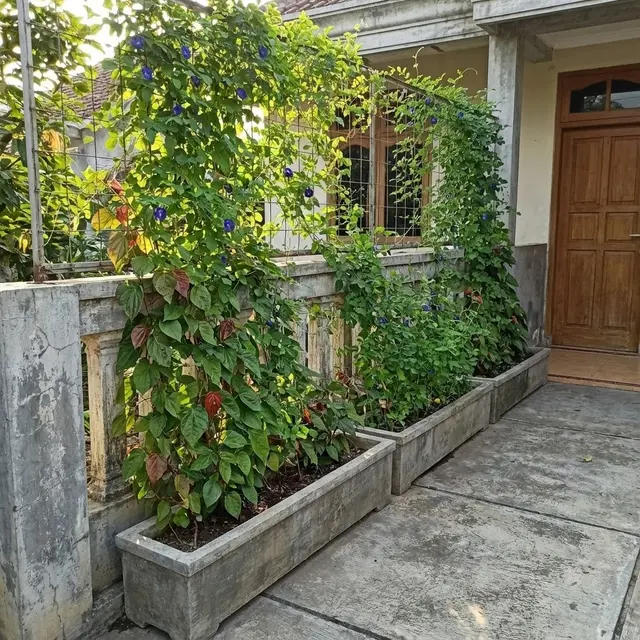 Model Kebun Mini di Teras Cor Tanpa Tanah