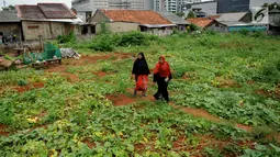 Warga melewati kebun timun suri di Jakarta, Selasa (30/5). Timun suri menjadi buah yang dicari warga untuk dijadikan makanan pembuka puasa. (Liputan6.com/Gempur M Surya)