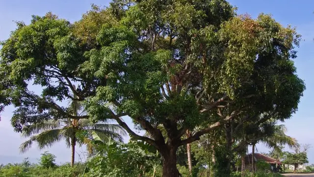 Pohon mangga