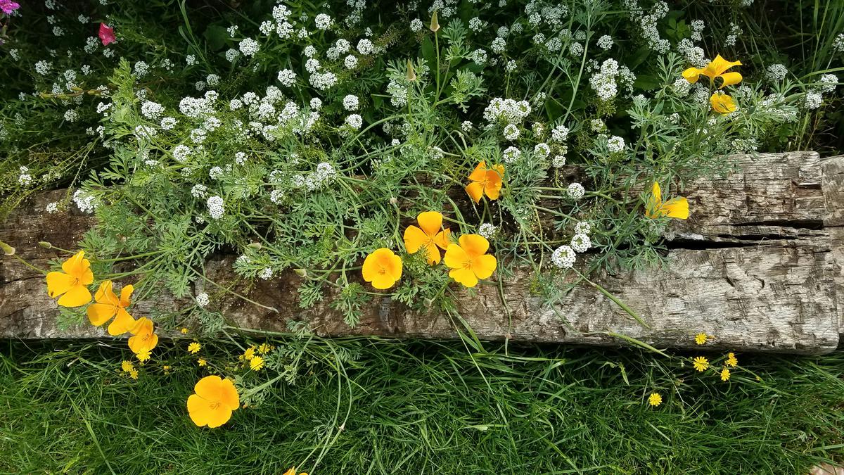 California Poppies dan Sweet Alyssum