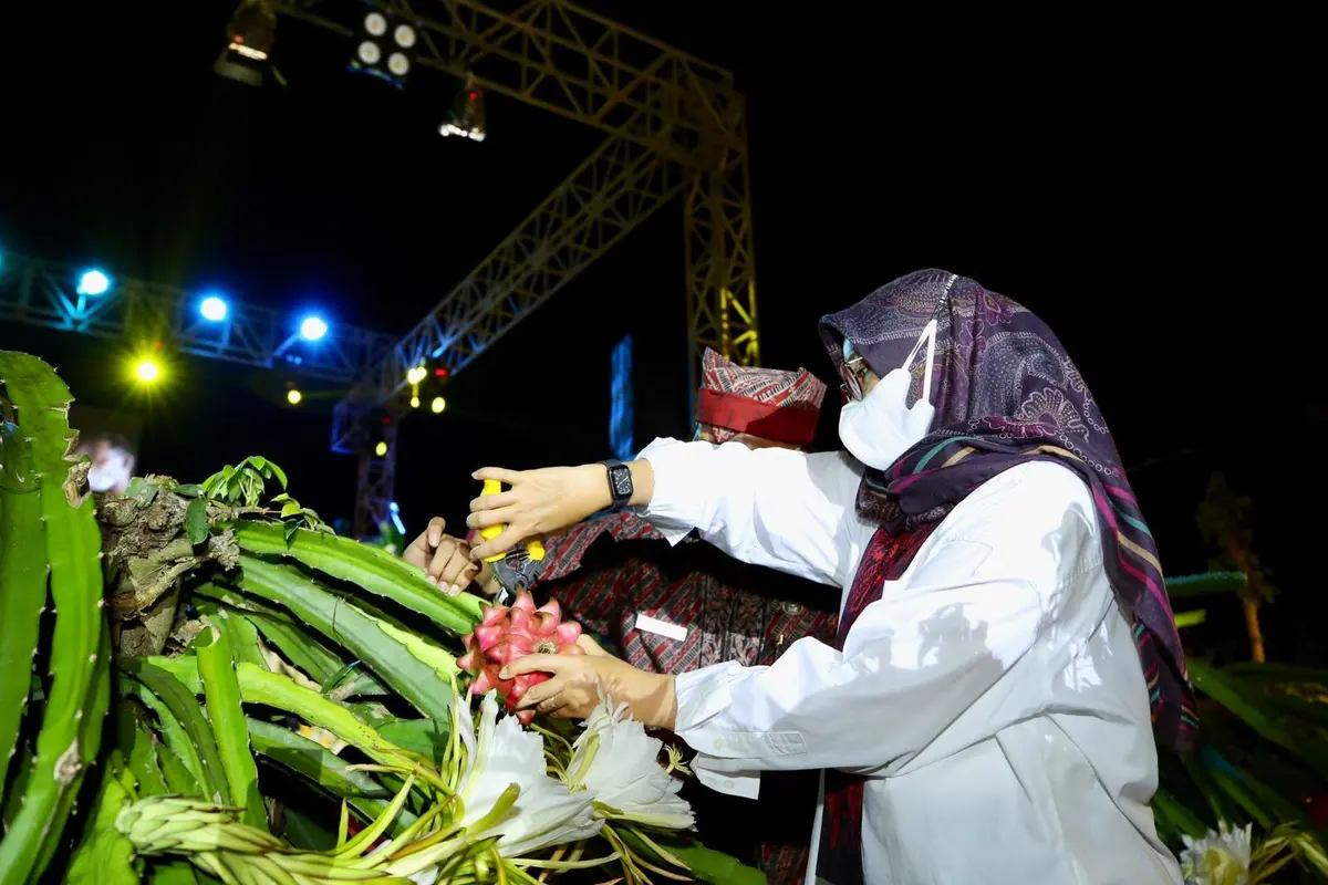 Bupati Banyuwangi Ipuk Fiestiandani saat memetik buah naga di Festival Buah Naga 2022. (Istimewa)