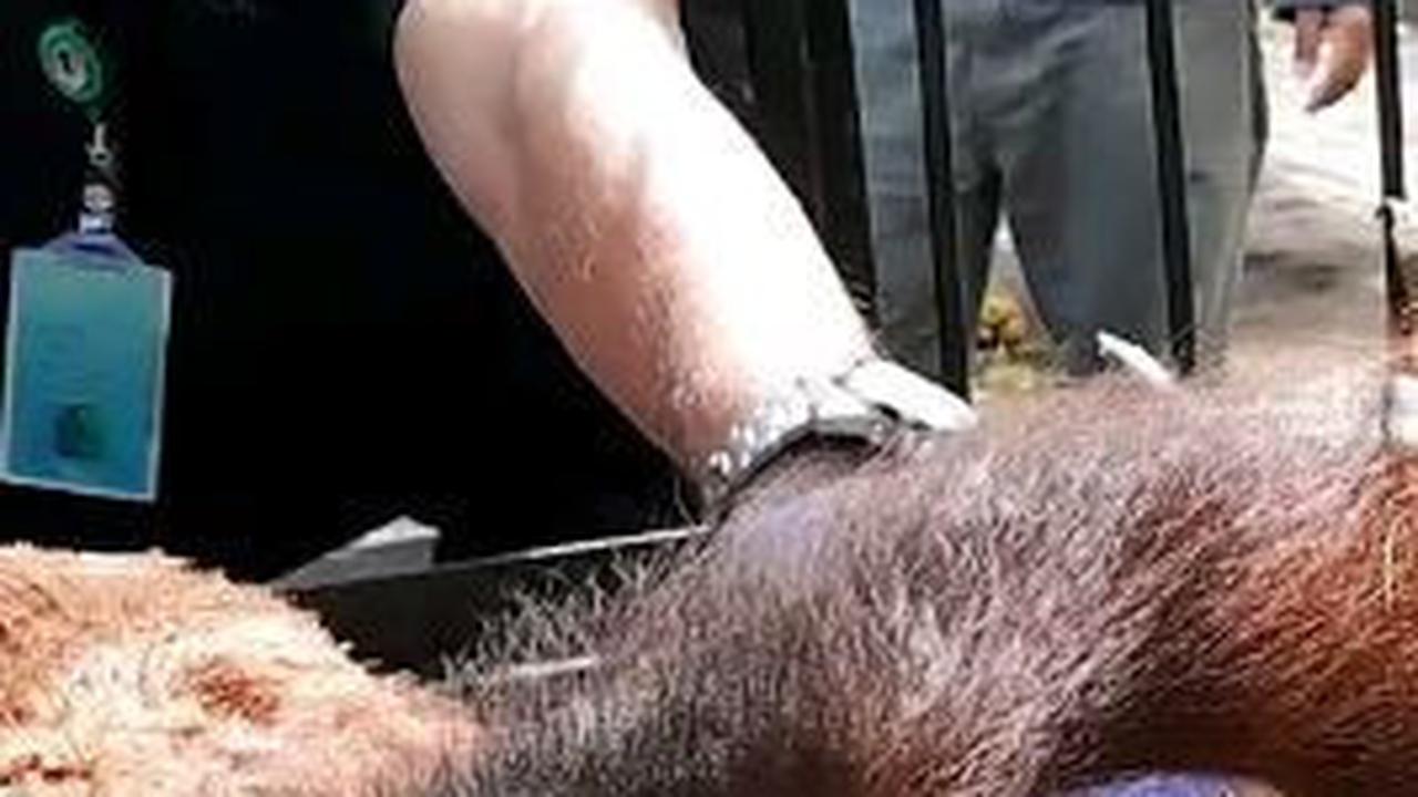 Kisah Pilu Logos, Orang Utan Kalimantan yang Diselundupkan ke Pulau Jawa