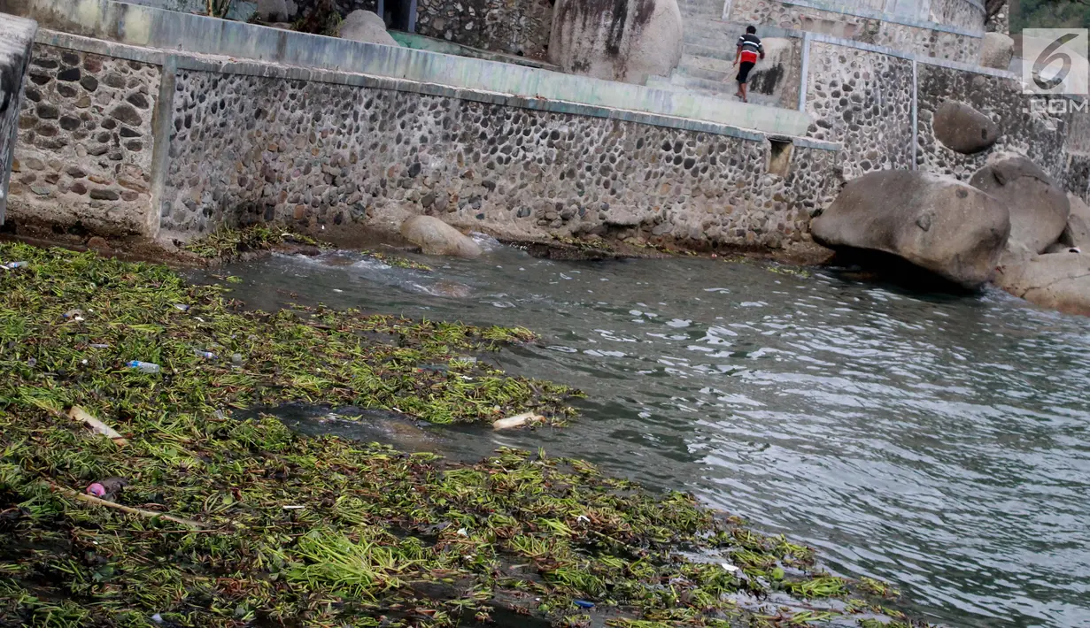 Tanaman eceng gondok memenuhi pantai Kelurahan Pohe, Gorontalo, Jumat (22/2). Tanaman ini berasal dari Danau Limboto yang terbawa arus sungai hingga ke Teluk Gorontalo dan memenuhi pinggiran pantai di desa-desa sekitar. (Liputan6.com/Arfandi Ibrahim)