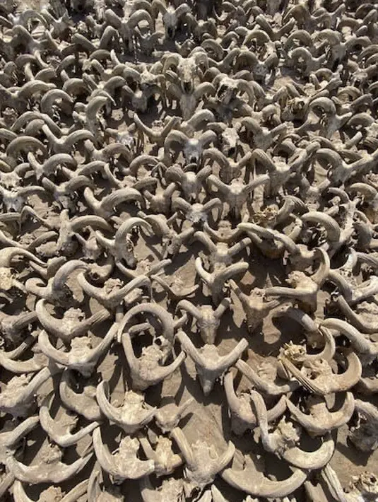 Lebih dari 2.000 kepala mumi domba jantan yang berasal dari periode Ptolemeus dan struktur Kerajaan Lama telah ditemukan oleh para arkeolog di Kuil Raja Ramses II di Abydos. (Photo by Egyptian Ministry of Antiquities / AFP)