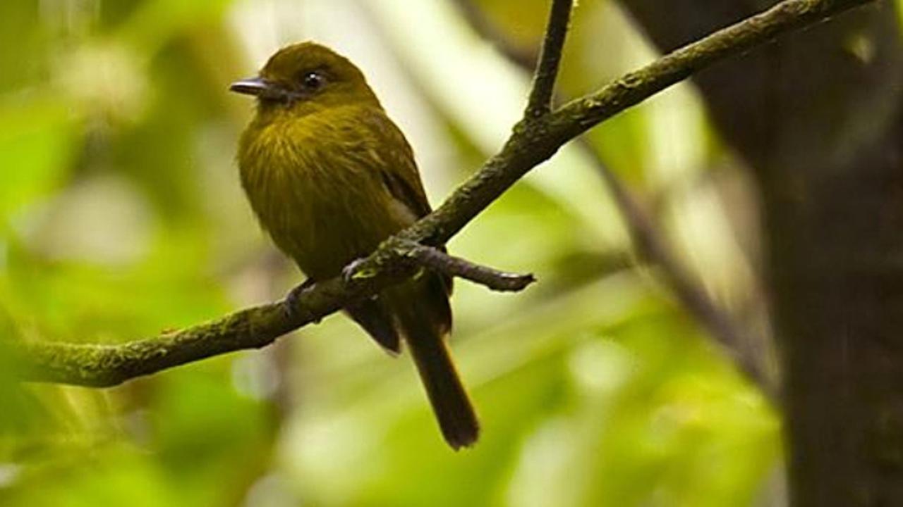 Ilmuwan Temukan Spesies Jenis Baru, Burung Biseksual