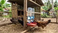 Cara Membuat Minum Ayam Otomatis dari Botol Bekas, Praktis dan Hemat