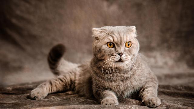 Scottish Fold