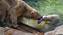 Seekor beruang kutub betina bermain dengan satu dari bayi beruang kutub kembar tiga yang lahir pada Desember tahun lalu di taman hiburan Marineland di Kota Antibes, Prancis, Kamis (14/5/2020. (Xinhua/Serge Haouzi)