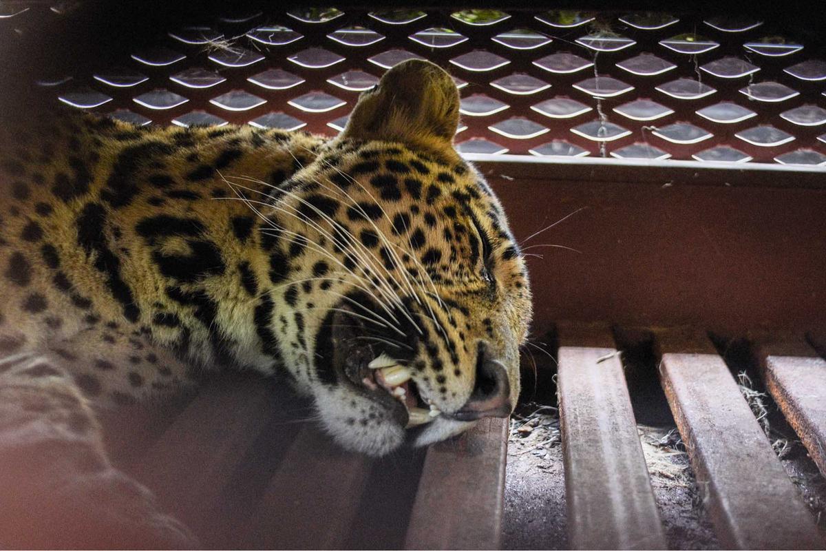 FOTO: Drama Evakuasi Macan Tutul Nyasar ke Hotel di Bandung, Butuh Waktu Tiga Jam