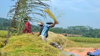 Petani tengah memanen padi organik di Cingebul Kecamatan Lumbir, Banyumas. (Foto: Liputan6.com/Muhamad Ridlo)