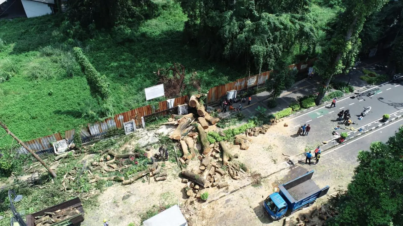 pohon tumbang, dago