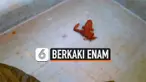 vertical katak
