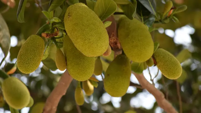 Ilustrasi nangka muda