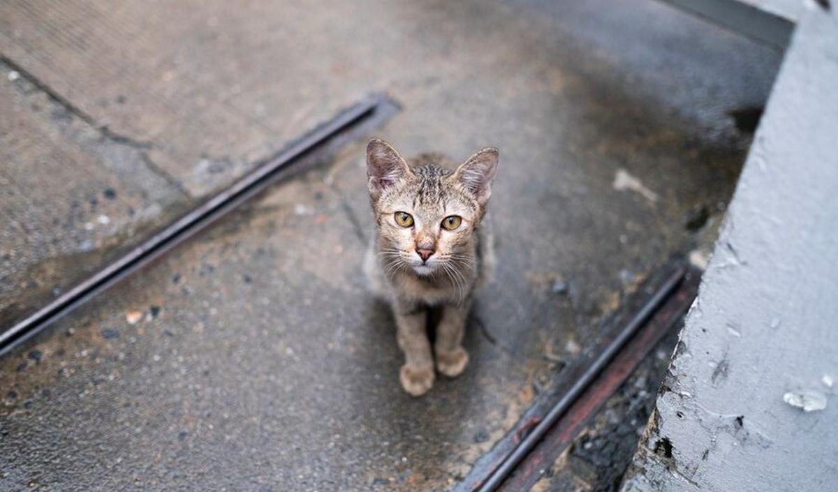 Jika Anda memelihara kucing di rumah, keterlibatan anak-anak dalam merawat hewan peliharaan dapat memperkuat ikatan antara mereka dan kucing.