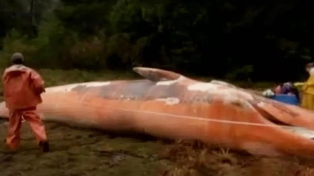 Jendela Dunia: Ratusan Ikan Paus Mati Terdampar di Chile