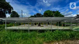 Aktivitas pekerja di Kebun Hidroponikita, Sawangan, Depok, Jawa Barat, Senin (20/2/2023). Untuk satu kilogram bayam dijual dengan harga Rp 20 ribu - Rp 25 ribu dan dipasarkan di wilayah Jakarta-Bogor-Depok-Tangerang-Bekasi (Jabodetabek). (merdeka.com/Arie Basuki)