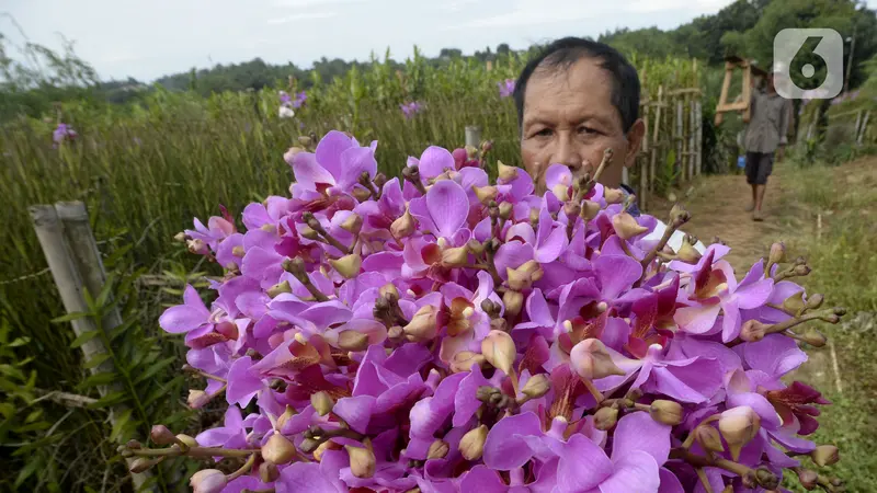 FOTO: Jelang Natal dan Tahun Baru, Permintaan Bunga Anggrek Vanda Douglas Mulai Meningkat