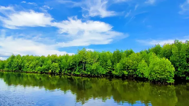 Hutan mangrove di sekitar kapung torosiaje (Arfandi Ibrahim/Liputan6.com)