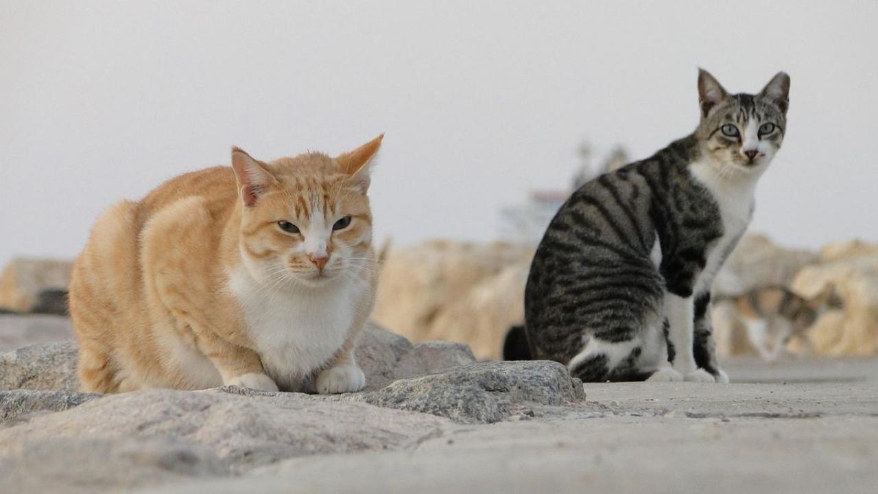 Tips Memilih Makanan Kucing