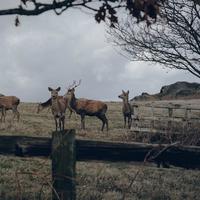 40 Rusa Timor Kembali Lengkapi Rantai Ekologi Savana di Taman Nasional Baluran Jatim