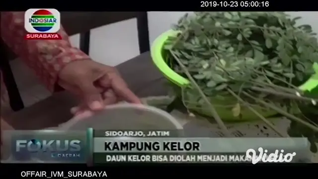 Sebuah kampung di Sidoarjo, Jawa Timur, hampir seluruh warganya menanam pohon kelor di pekarangan rumahnya. Bahkan, daun kelor tersebut oleh masyarakat, diolah menjadi berbagai makanan dan minuman.