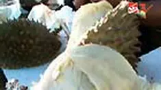Saat ini durian Lhong di Aceh Besar tengah panen. Ini waktu yang tepat untuk makan durian manis dengan harga murah. 