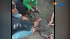 Libur natal warga Desa Ngudirejo, Jombang, Jawa Timur, disibukkan dengan menangkap buaya liar sepanjang 2 meter.