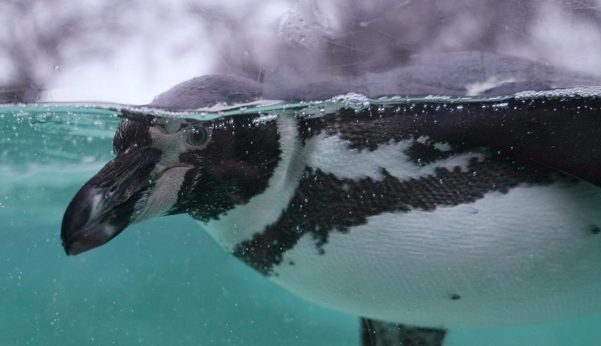 Penguin Humboldt berenang di kolam saat Kebun Binatang London melakukan inventarisasi tahunan, Selasa (4/1/2022). Merawat lebih dari 400 spesies berbeda, penjaga menghadapi tugas menantang untuk menghitung setiap mamalia, burung, reptil, dan invertebrata di Kebun Binatang. (AP Photo/Alastair Grant)