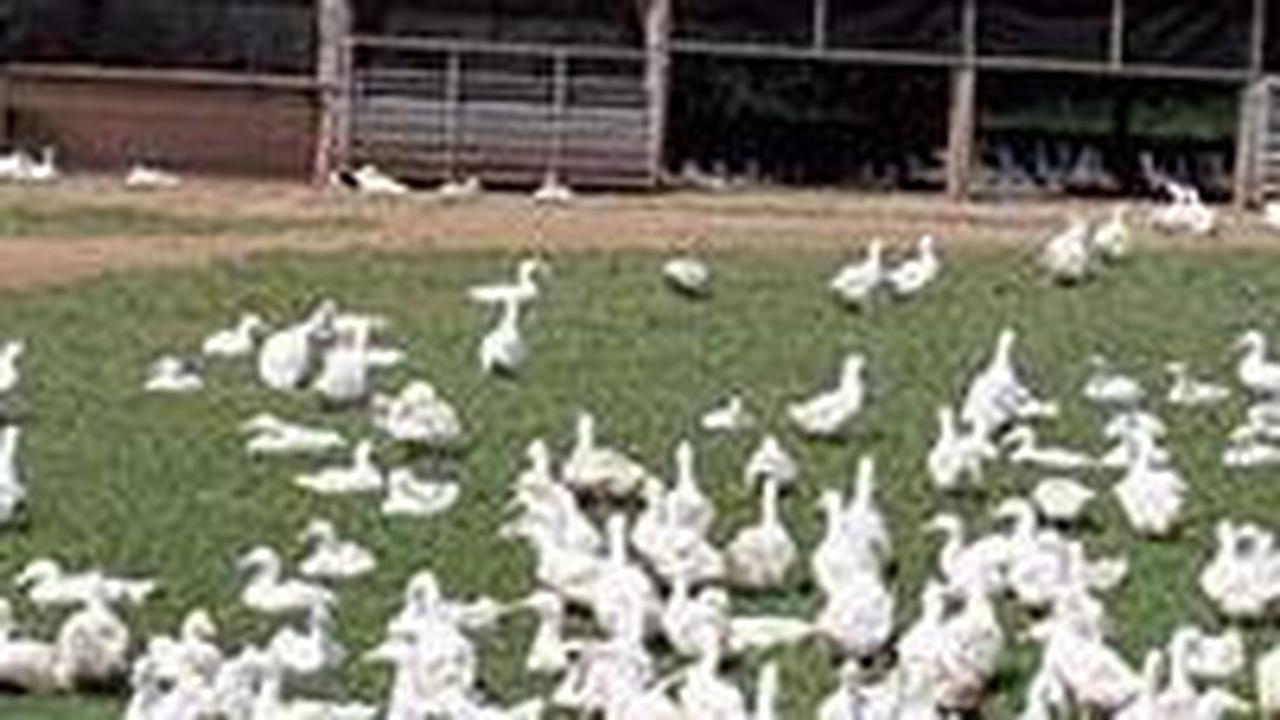6. Ternak Bebek<br>