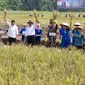 Mentan Andi Amran dan Wakasal Laksamana Madya TNI Erwin saat penen raya padi dan jagung di Pangkalan Utaman TNI AL Lampung. Foto : (Liputan6.com/Ardi).