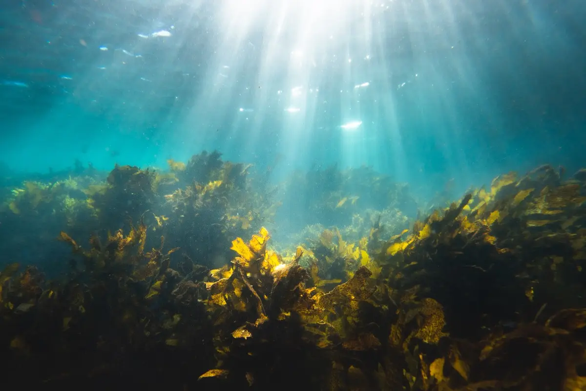 Fungsi Rumput Laut dalam Perang Melawan Perubahan Iklim