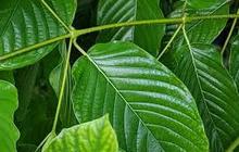 Tunggu Kajian BNN, Kemendag Belum Terbitkan Surat Persetujuan Ekspor Kratom