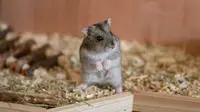 132 Hamster Lepas di Kargo, Pesawat Ini Terpaksa Delay 4 Hari
